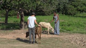 Two farmers in Burkina Faso handle an ox, a common draft animal.