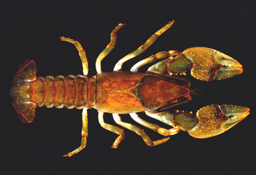 Devil crayfish