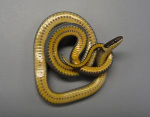 ringnecked snake