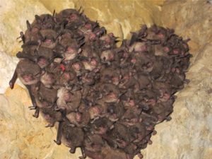 Indiana bats