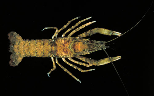 Shrimp crayfish