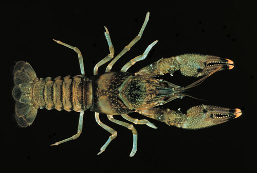 Bigclaw crayfish