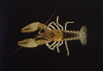 Northern clearwater crayfish