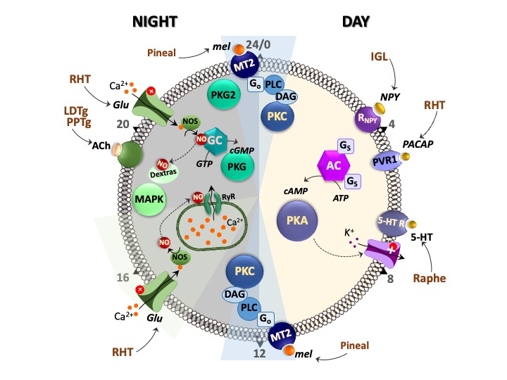 Circadian Molecular Clock
