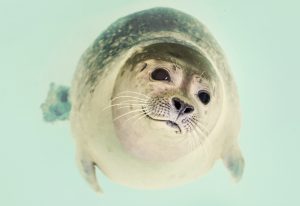 A photo of a seal