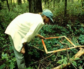 person holding sampling grid in forest