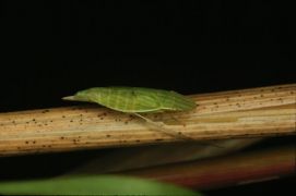 green leafhopper on stem
