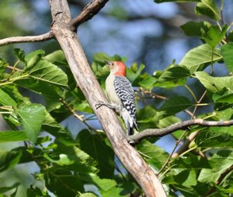 red-bellied woodpecker on tree branch
