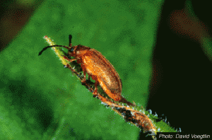 beetle pic 1