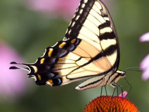 butterfly pic 2