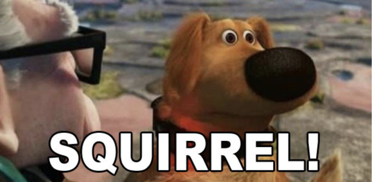 dog shouting at a squirrel.
