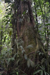 A collection of epiphytes grow on a tree in Braulio Carrillo National Park in central Costa Rica.