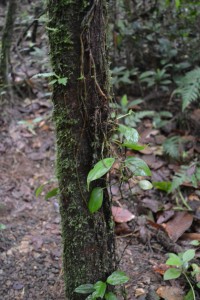 An example from the Las Palmas trail, mosses and vine epiphytes growing on the same tree.