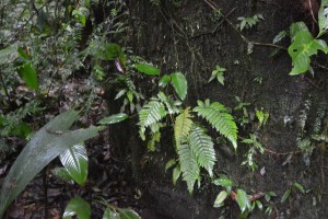 A fern grows on a tree along the trail.