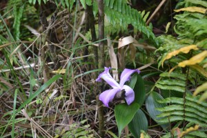 A Cattleya, or Corsage Orchid, along the trail to Volcan Arenal.