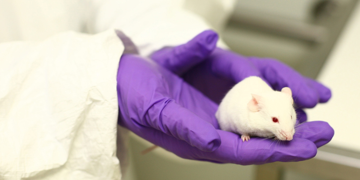 Lab mouse being examined in hands