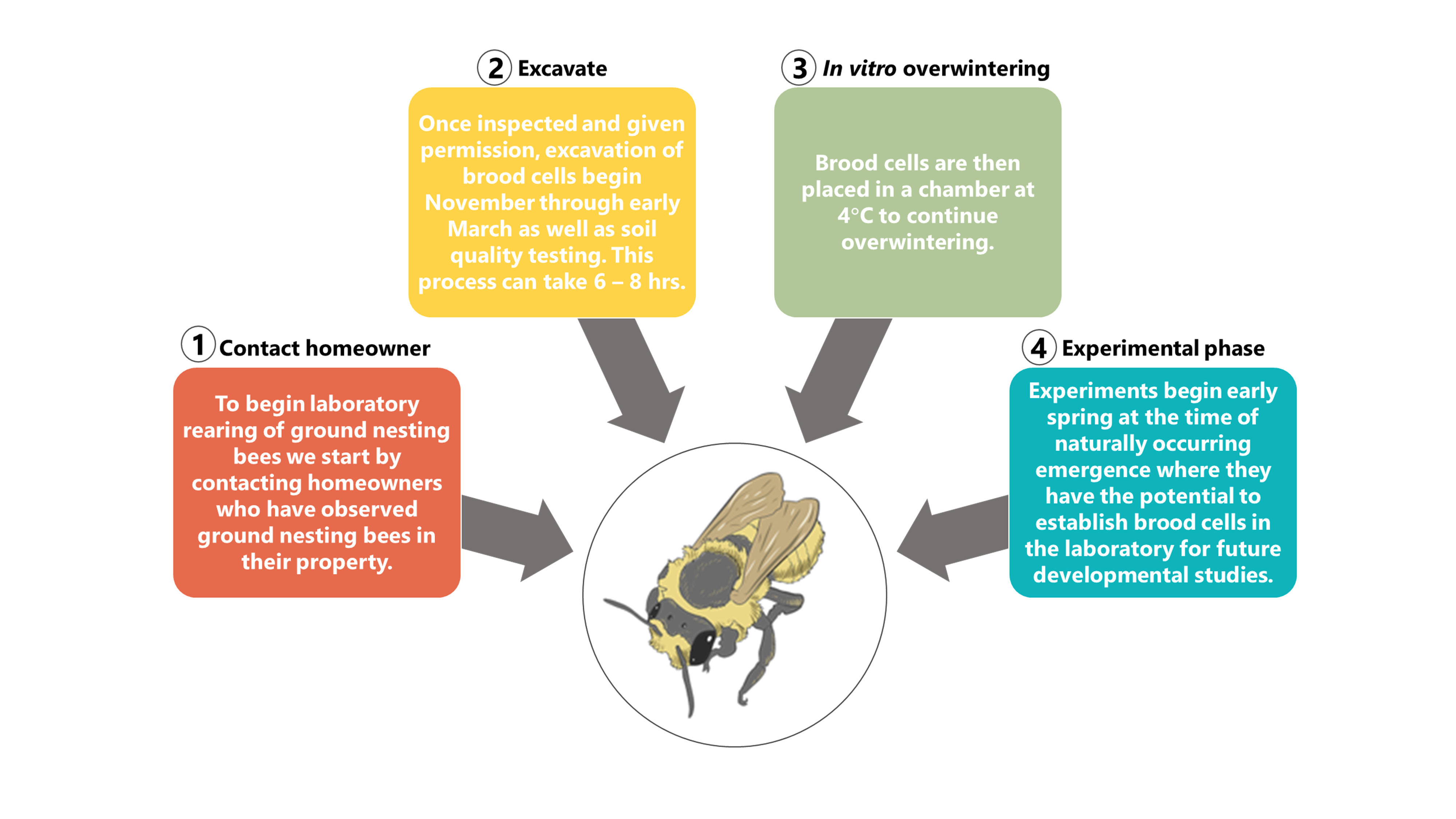 Bumble Bees: Nesting and Overwintering