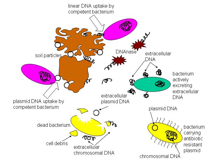 Extracellular DNA