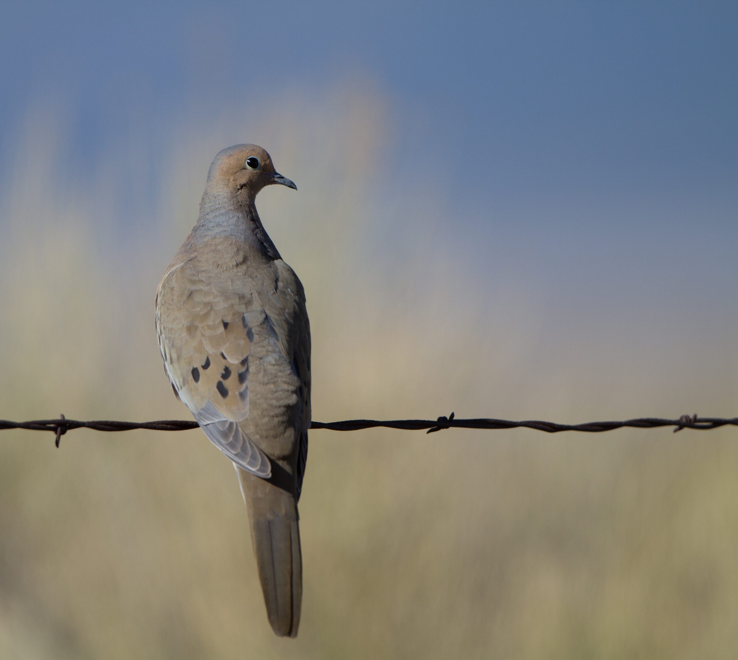 Mourning dove on a barbed wire fence