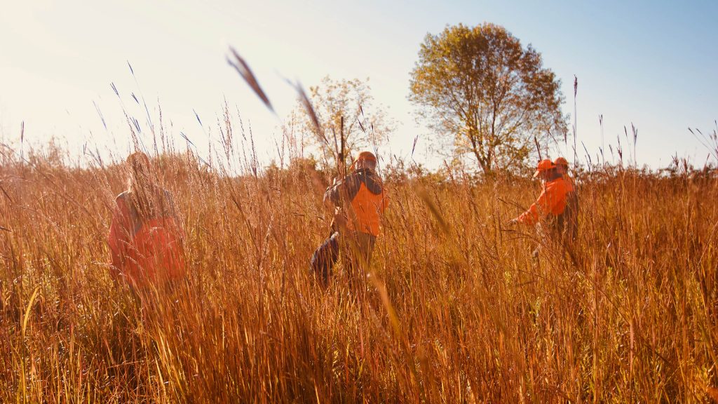 Four hunters in orange vests walk through tall grass.