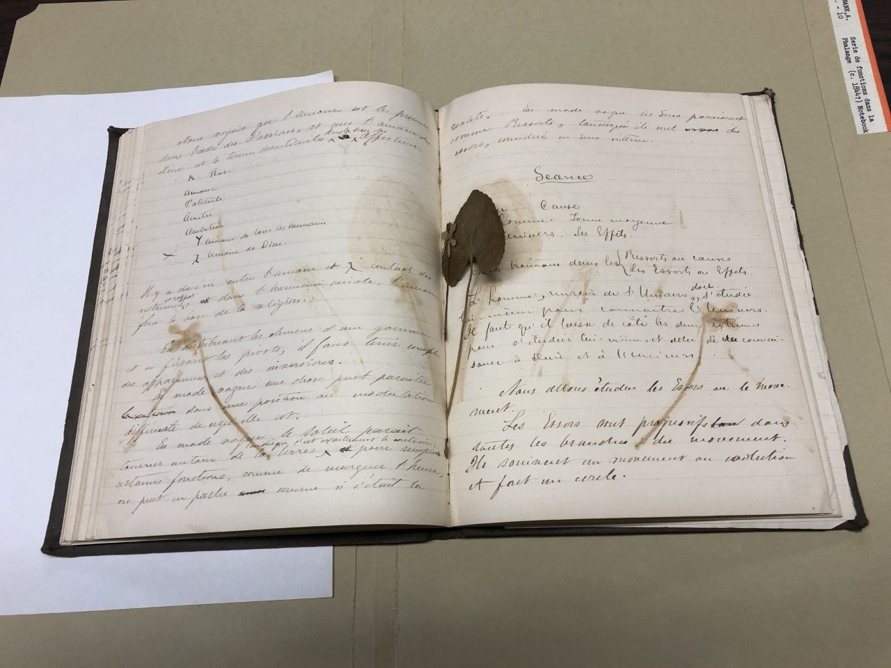 Dried flower and leaf pressed into opened large notebook. The plants have made prints on each side of the notebook.