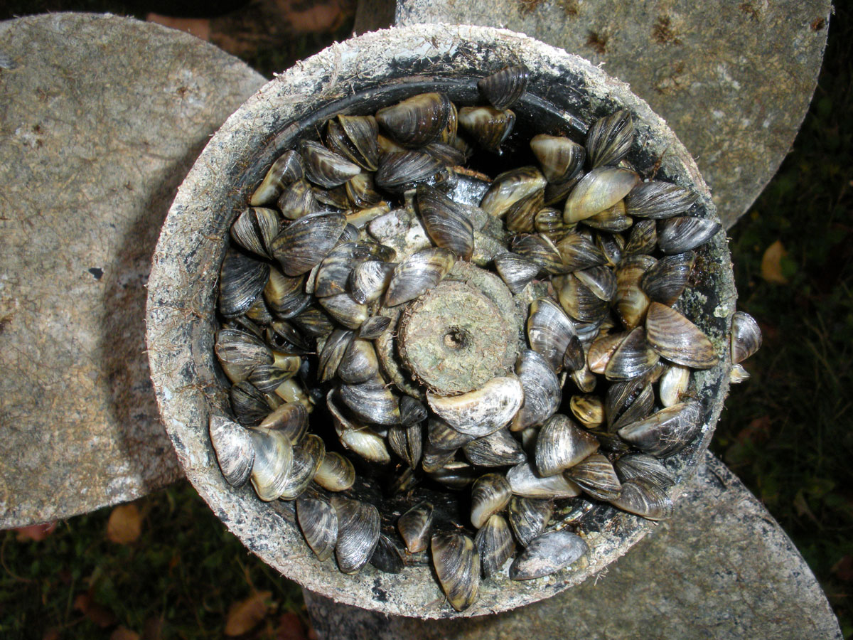 mussels on a boat propeller