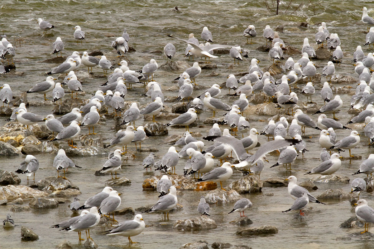 beach full of ring-billed gulls