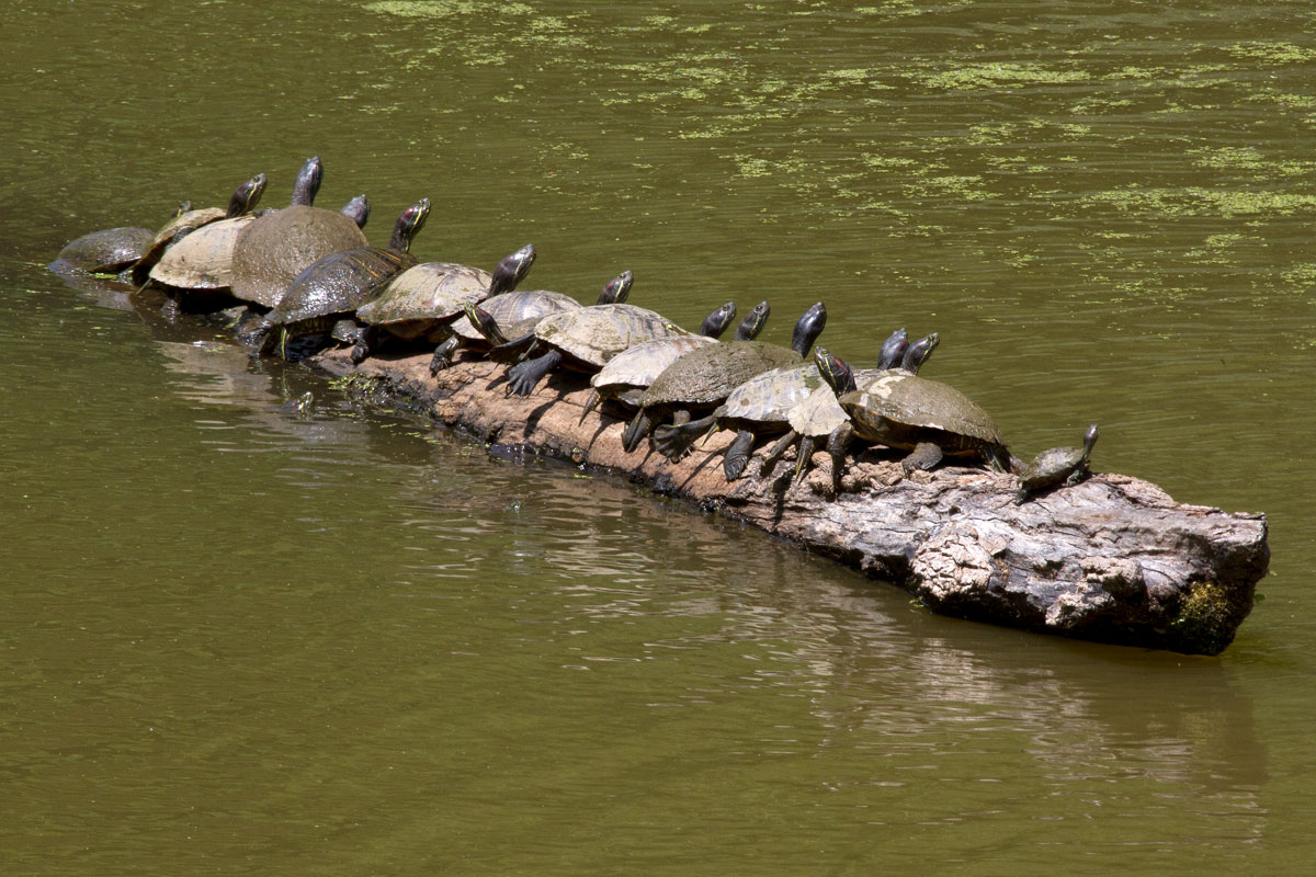 turtles on a log in water