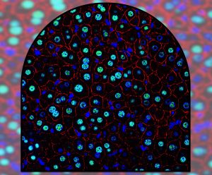 A fenestrated view into the world of the hepatocyte