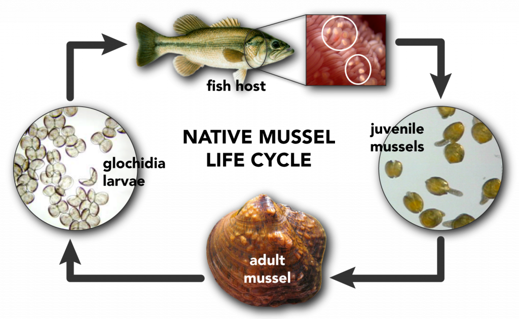 life cycle of mussel