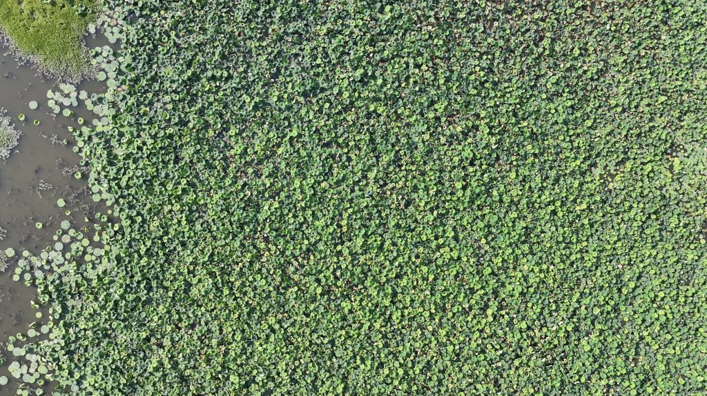 Video still from “When the Landscape Recognizable Today Was Shaped” showing a massive expanse of American Lotus on Thompson Lake in the Emiquon Refuge.