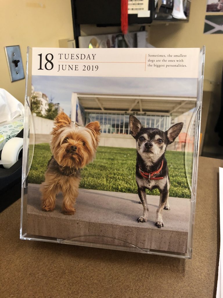 Photo of dog calendar for Tuesday June18th, 2019