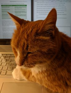 Photo of cat laying on laptop keyboard