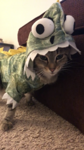 Photo of a cat in a dinosaur costume