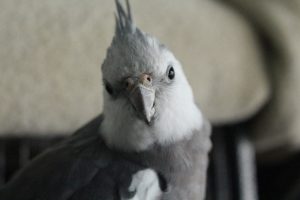 Photo of a bird looking at the camera