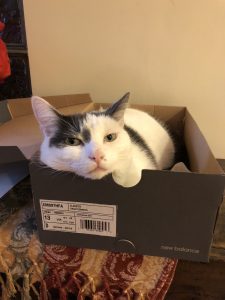 Photo of a cat in a shoebox