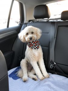 photo of dog riding in a car