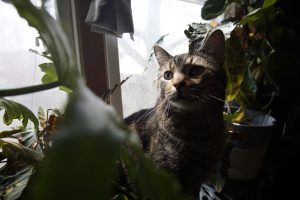 Photo of a cat surround by plants