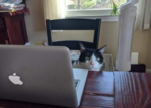 Photo of a black and white cat sitting at a desk behind a laptop