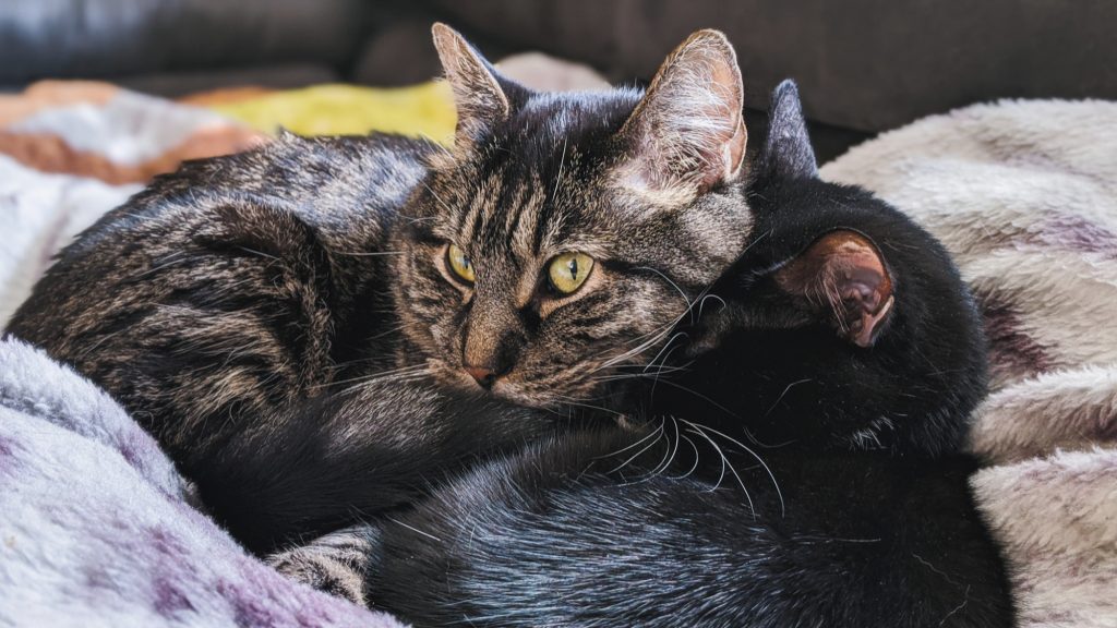 two cats cuddled together