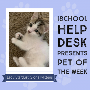 A kitten named Lady Stardust Gloria Mittens is the Help Desk's Pet of the Week.