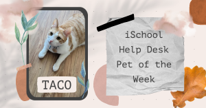 Picture of a white and brown cat and text that says iSchool Help Desk Pet of the Week