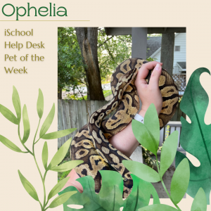 Decorative graphic featuring a thick snake wrapped around someone's hand. The snake is black with olive-colored spotting that is similar to leopard print. some of the spots have black spots in the center. The snake's head is pointed upward and resting on the top of her owner's hand. Graphic reads: "Ophelia, iSchool Help Desk Pet of the Week"