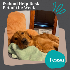 Decorative graphic featuring a brown golden retriever flopped on a bed and looking into the camera with a pair of sad brown eyes. Graphic reads: iSchool Help Desk Pet of the Week; Tessa.