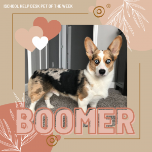 A corgi name Boomer standing in a hallway staring into the camera. Boomer is white with brown and black accented coloring. His eyes are bright blue and his ears are the same size as his head.