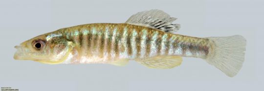 banded Killifish 
