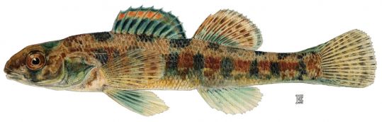 Iowa Darter