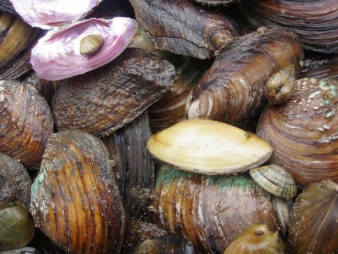array of mussels