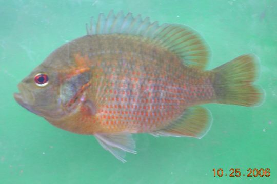 Redspotted sunfish