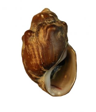 shell